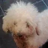 coco53061