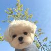 Happy little animal