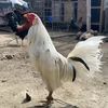 asrul_9999