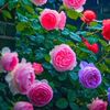 swe.zin3867