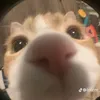 nhuquynhdznhatthegioi