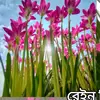 din.mohammad.jaiy