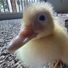olive.feathers