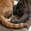 felinefriendsforever01