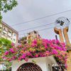 alponadas335