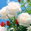 sajad.aldraji5