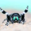 insectiking