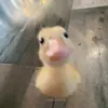 duckyyyyyy04