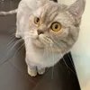 cat.lenta