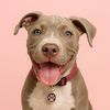 milliethexlamericanbully