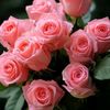hira.nur7350