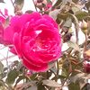 sun.rose38