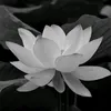 vitasminsea