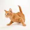kittyptel48
