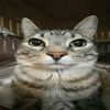 CattyTeach