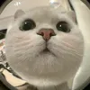 thanhha_cutii_