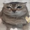 new_seals