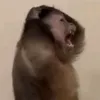 secrt4cct2