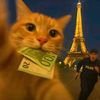 Aa cat meme