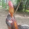 rarapadli4_