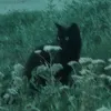 secret_4n4_