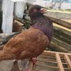 arkaan.zfar