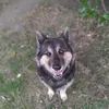 codi.pet.care