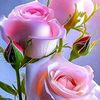 hodaibrahim621