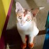 www.tiktok.com77lima