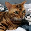 qmycat6