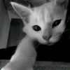 tongtaibadao_1210
