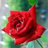 md.rana.husen1990