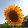 duhoki8080