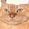 vladgg5