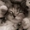 harperthermia_ateeee