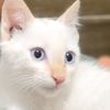 tunisien.cat