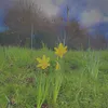 serenthelemon