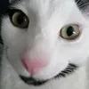 catlove8204