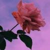 fatima.p.v5