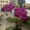 khongsaohet36