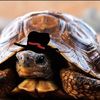 turtle49523