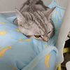 coco1_53