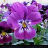 violeta150510