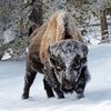 him.bison