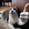 meme_cat600