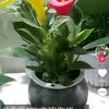 hanhmy5892
