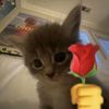 luv.gatoz
