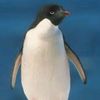 penguinboi9668