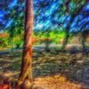 nightshade84607