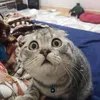 lazycat618